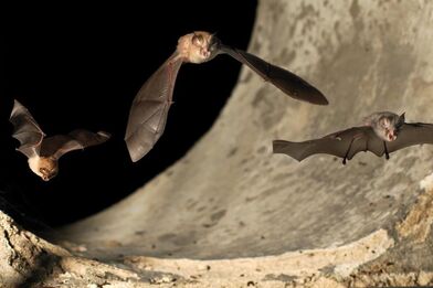 Mezinárodní noc pro netopýry 
